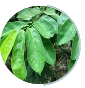 Prosta Peak ingrediant