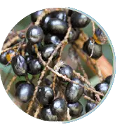 Prosta Peak  ingrediant